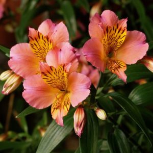 Alstroemeria direct producteur var