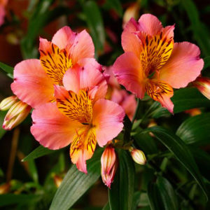 Alstroemeria-par-Azur-Roses