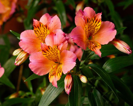 Alstroemeria-par-Azur-Roses