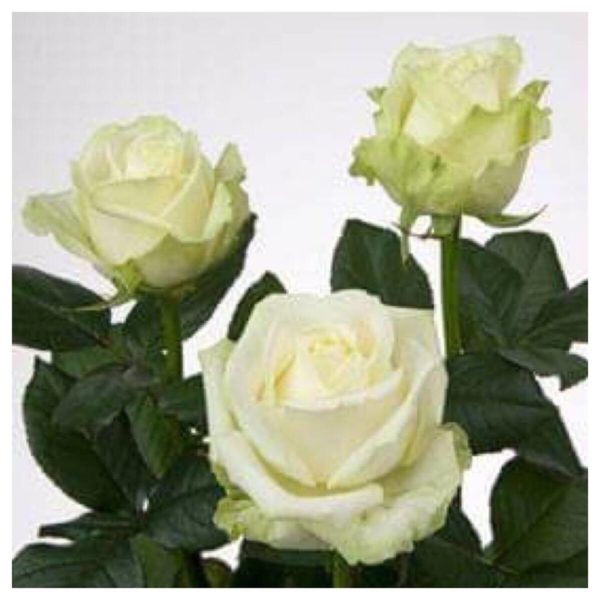 Vente directe de roses Azur Roses, Producteur de fleurs à la Crau (Var)