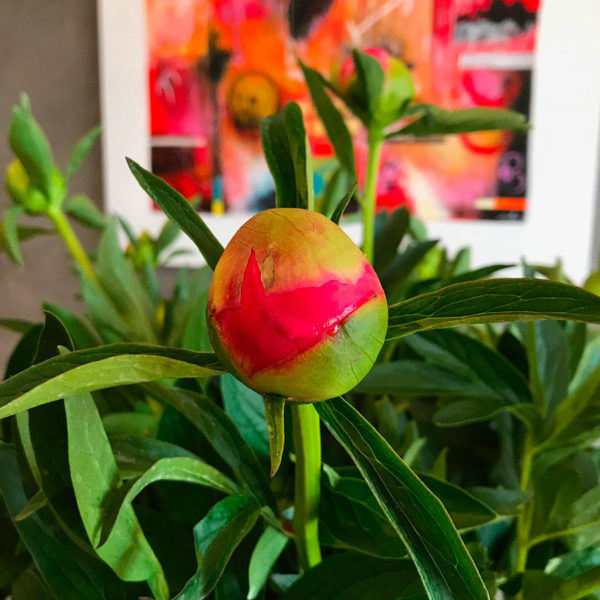 pivoine azur-roses-producteur de fleur toulon-var