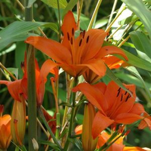 Lys direct producteur Azur Roses Var