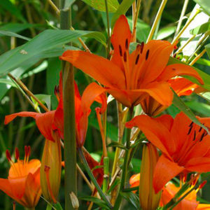 Lys-par-Azur-Roses-Var