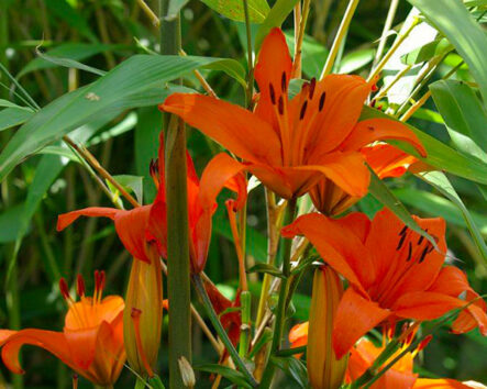Lys-par-Azur-Roses-Var