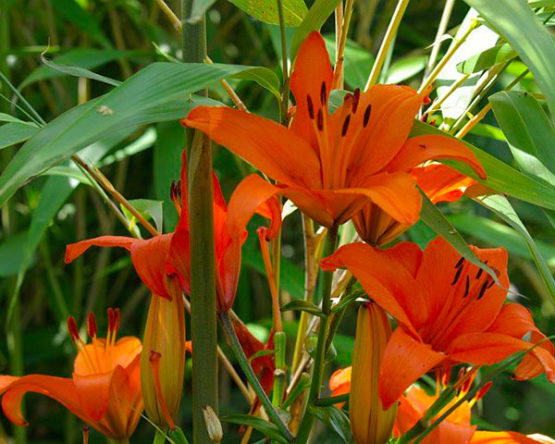 Lys-par-Azur-Roses-Var