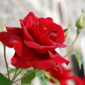 Azur Roses producteur rose à toulon var