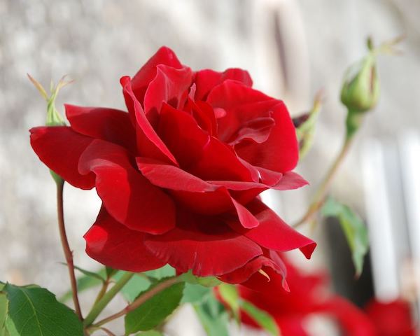 Azur Roses producteur rose à toulon var