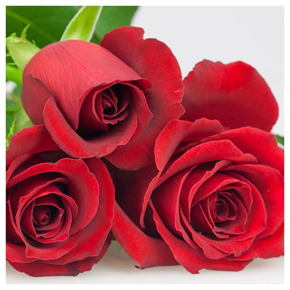 Producteur Roses rouge Samouraï Azur Roses var
