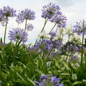 agapanthes-Azur-Roses-Var