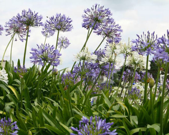 agapanthes-Azur-Roses-Var