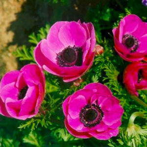 anemone-par-Azur-Roses-Var