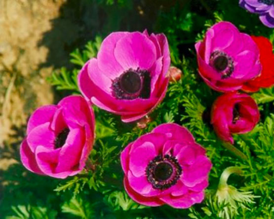 anemone-par-Azur-Roses-Var