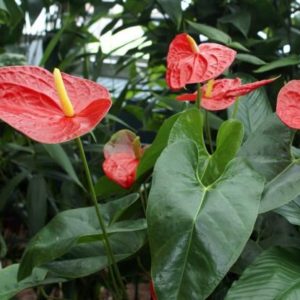 fleurs anthurium par Azur Roses producteur fleur fraiches coupées à Toulon Var