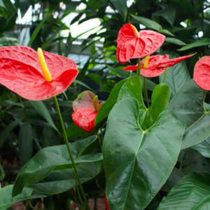 anthurium-par-Azur-Roses-Var