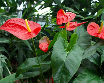 anthurium-par-Azur-Roses-Var
