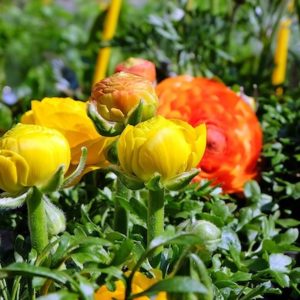 champs renoncules Azur Roses producteur fleur var-600