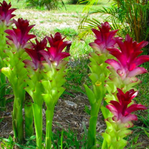 curcuma-par-Azur-Roses-Var
