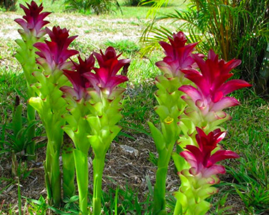 curcuma-par-Azur-Roses-Var