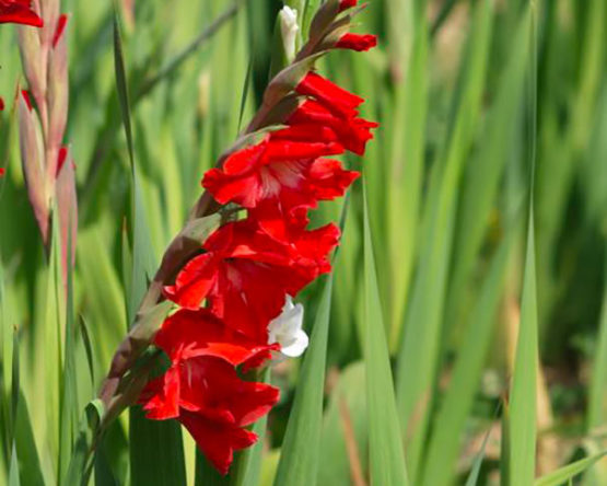 glaieul-par-Azur-Roses-Var