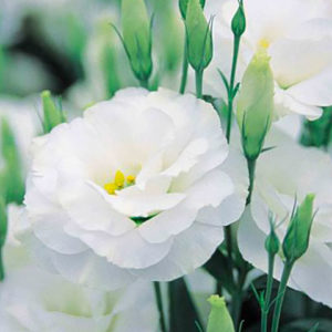 lysianthus-par-Azur-Roses-Var