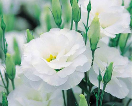 lysianthus-par-Azur-Roses-Var