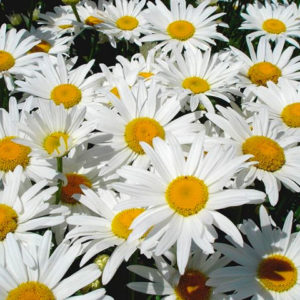 marguerite-par-Azur-Roses-Var