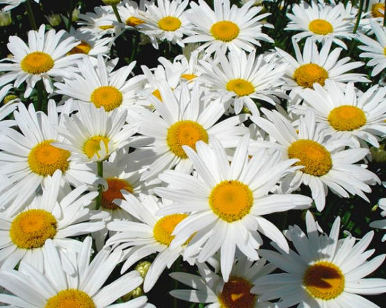 marguerite-par-Azur-Roses-Var