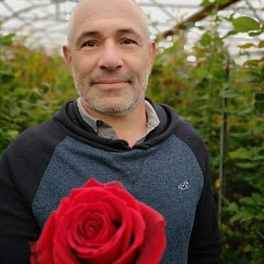 michel soto-azur-roses producteur fleurs coupées la crau toulon var michel soto-azur-roses producteur fleurs coupées la crau toulon var