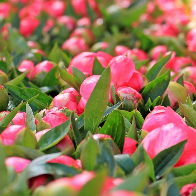 photos-pivoines-azur-roses-producteur-var