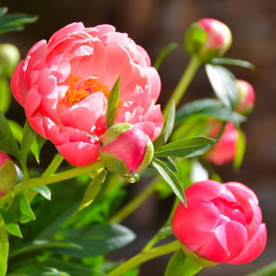 pivoines-azur-roses-producteur de fleur toulon-var