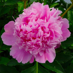 pivoine Jules Elie Producteur fleur var