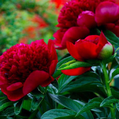 pivoine rouge azur-roses-producteur de fleur toulon-var