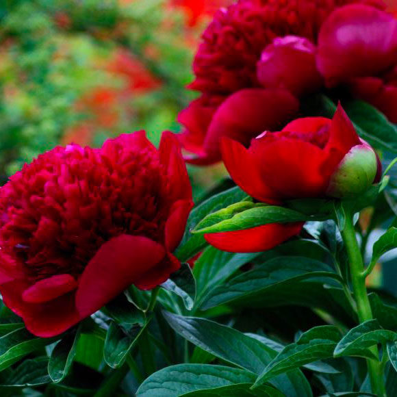 pivoine rouge azur-roses-producteur de fleur toulon-var