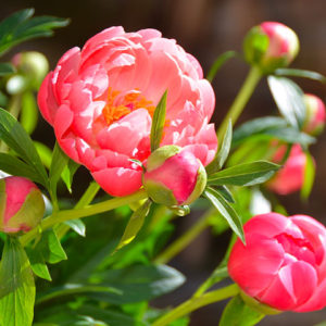 pivoines-Azur-Roses producteur de fleur var
