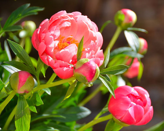 pivoines-Azur-Roses producteur de fleur var