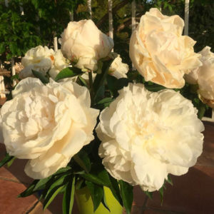 pivoines-blanche-producteur-fleur-azur-rose-var-la-crau-2