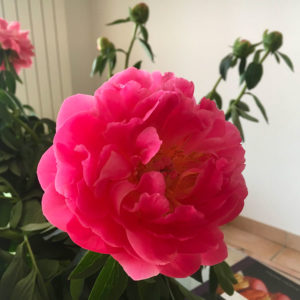 pivoines-roses-la-crau-producteur fleur var Azur Roses