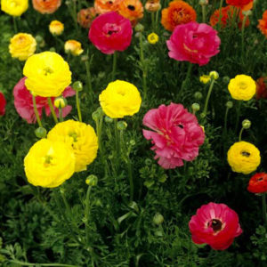 renoncules-Azur-roses-producteur-fleur-var