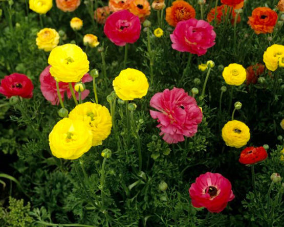 renoncules-Azur-roses-producteur-fleur-var