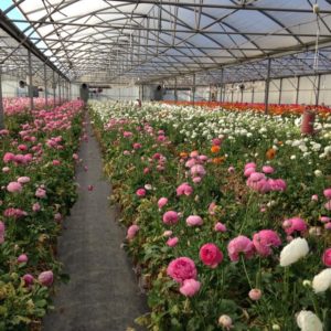 renoncules-azur-roses-producteur-fleur-var serre renoncules