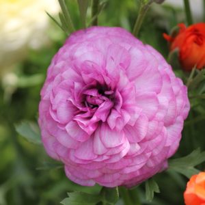 renonculesazur roses producteur fleur var la crau fushia