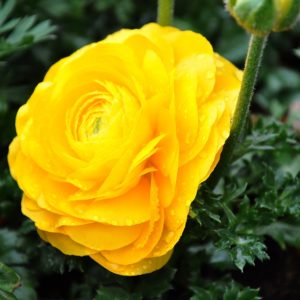 renoncules azur roses producteur fleur var la crau jaune