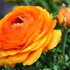 renoncules Azur Roses producteur fleur var la crau orange