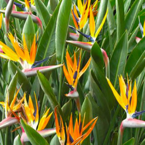 strelitzia-par-Azur-Roses-Var