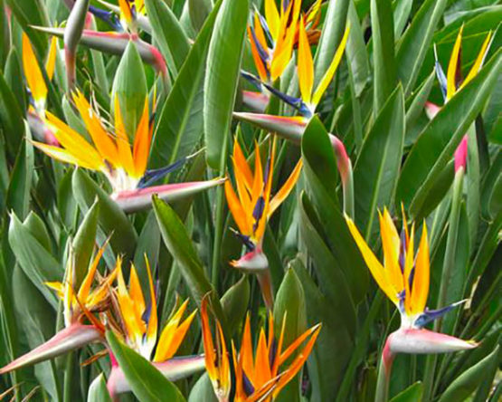strelitzia-par-Azur-Roses-Var