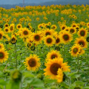 tournesols-par-Azur-Roses-Var