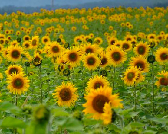 tournesols-par-Azur-Roses-Var