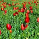 tulipes-par-Azur-Roses-Var