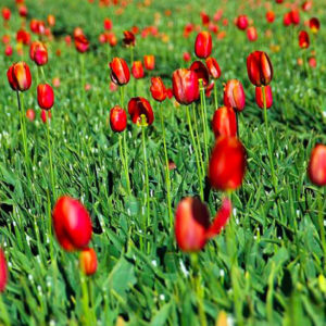 tulipes-par-Azur-Roses-Var