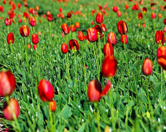 tulipes-par-Azur-Roses-Var